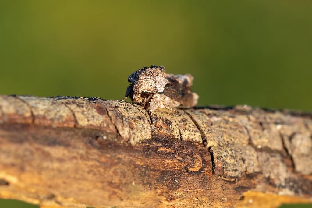Egira conspicillaris, Brildrager