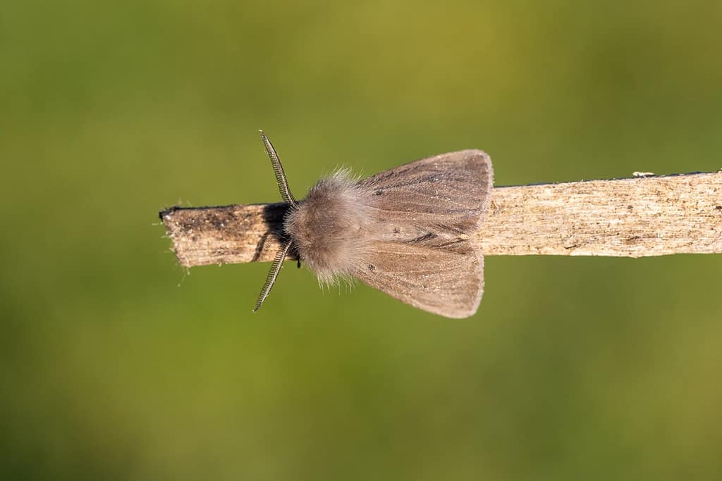 Diaphora Mendica, Mendia beer