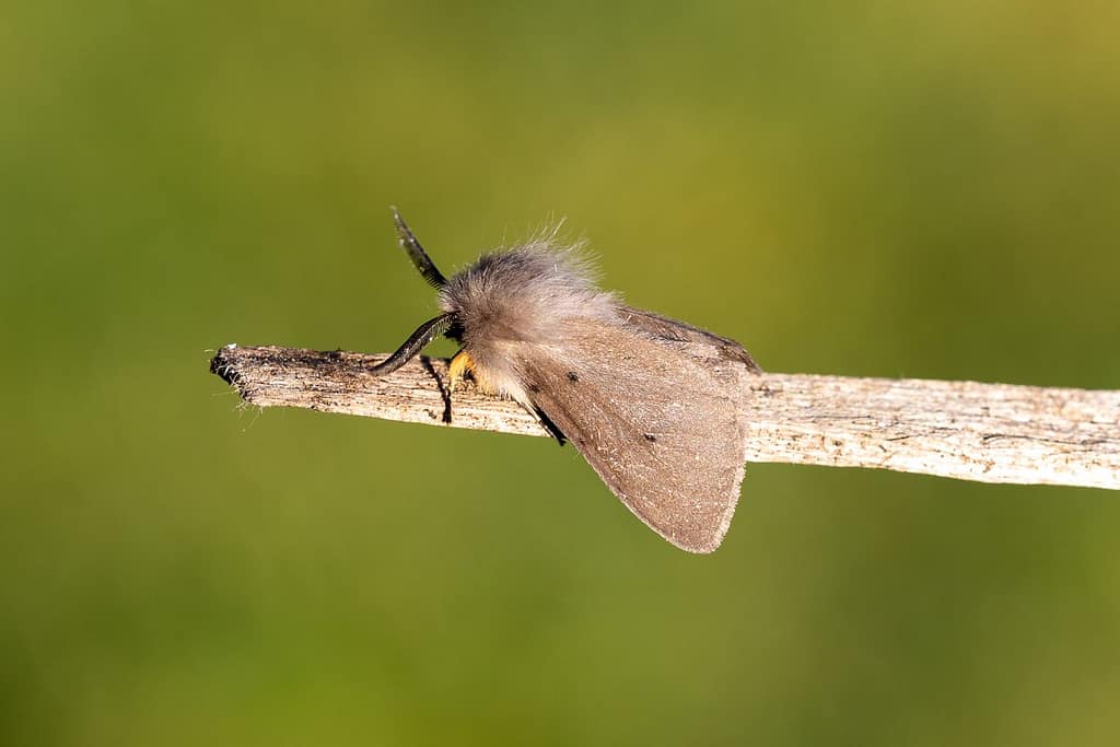 Diaphora Mendica, Mendia beer