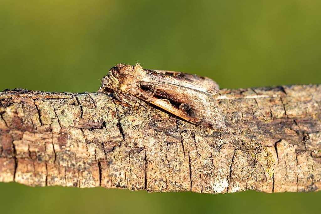 Xestia c-nigrum, Zwarte c-uil