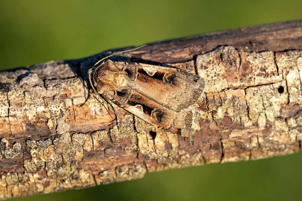 Xestia c-nigrum, Zwarte c-uil