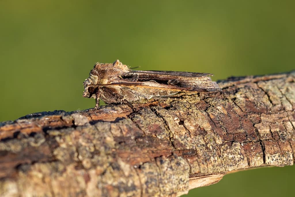 Xestia c-nigrum, Zwarte c-uil