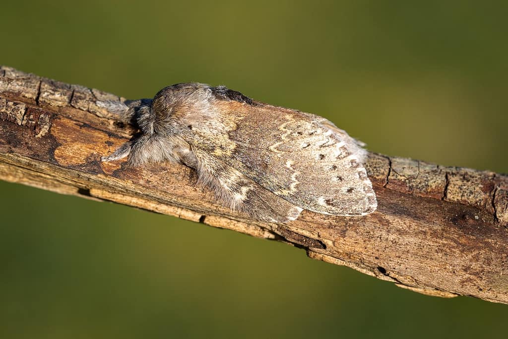 Stauropus fagi, Eekhoorn