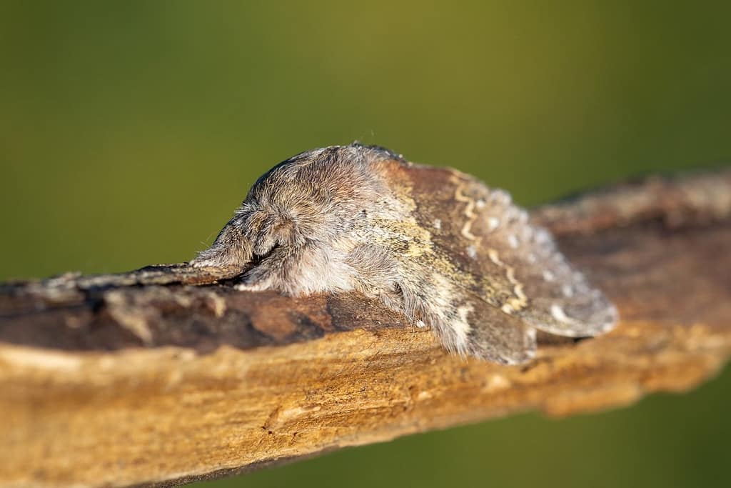 Stauropus fagi, Eekhoorn