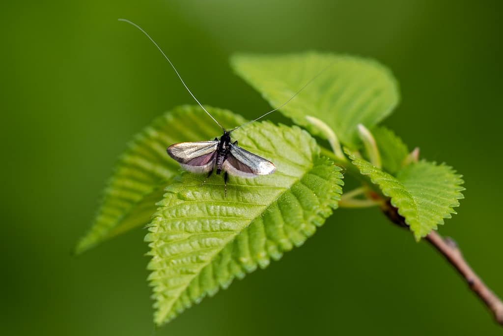 smaragdlangsprietmot