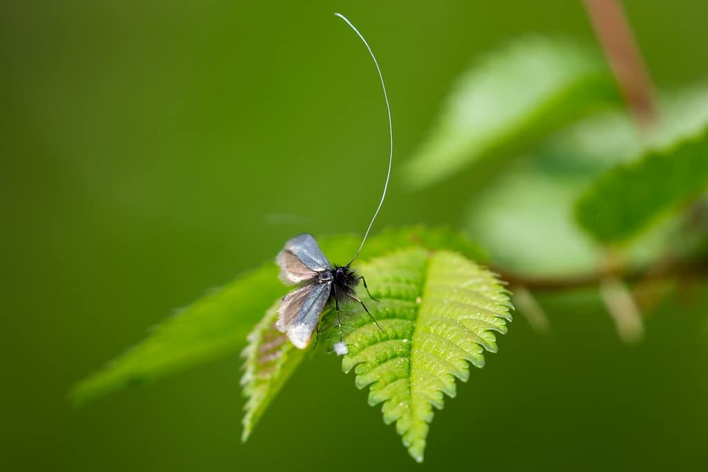 Adela reaumurella, smaragdlangsprietmot