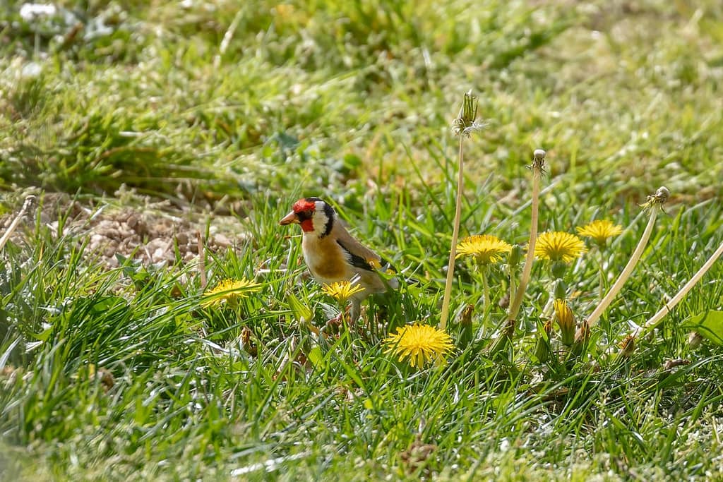 Carduelis carduelis, Putter