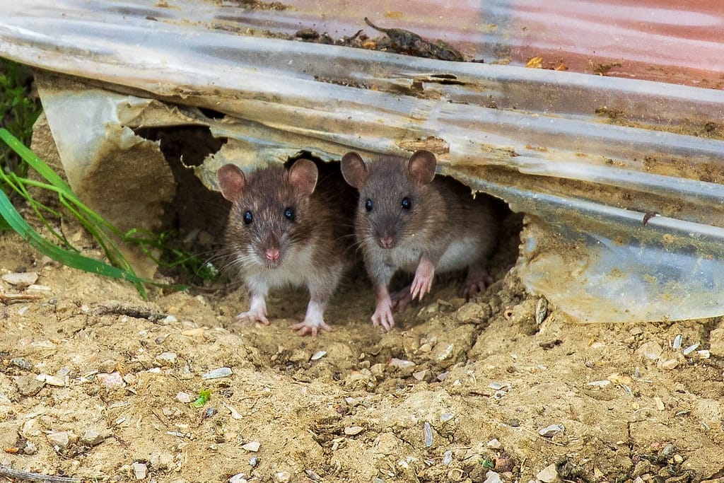 Rattus norvegicus, Bruine rat