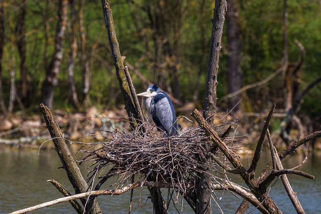 Ardea cinerea, Blauwe reiger