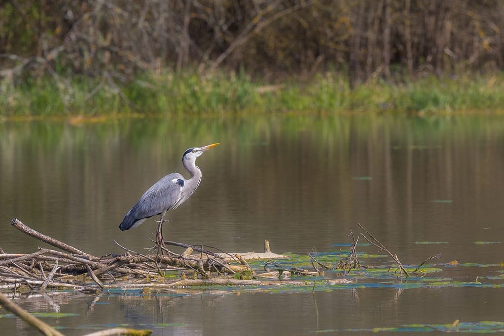 Ardea cinerea, Blauwe reiger