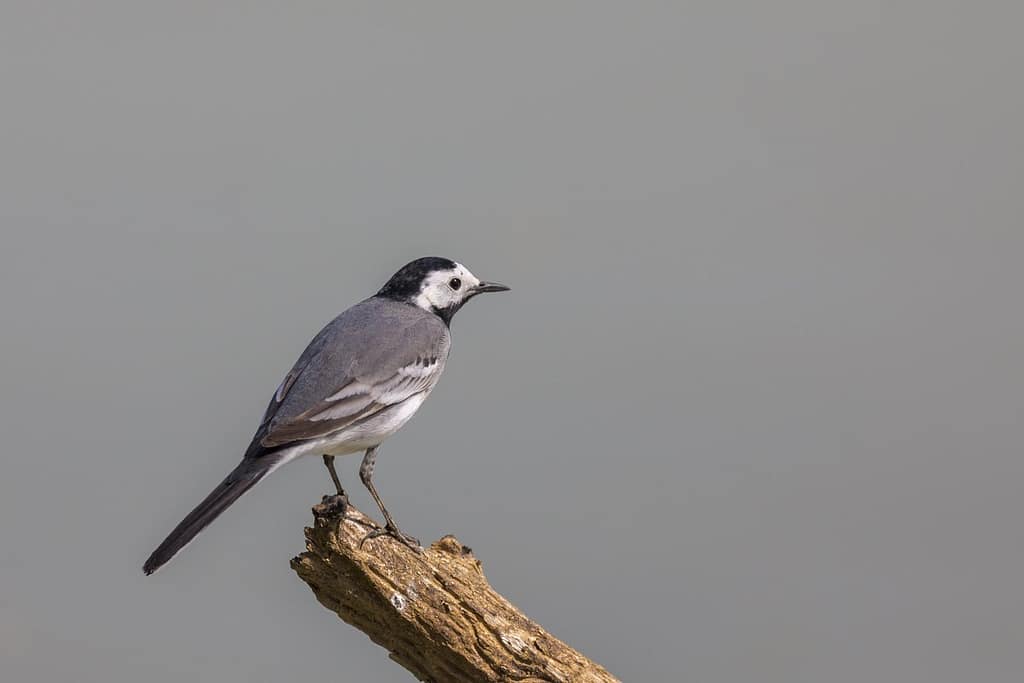 Motacilla alba, Witte kwikstaart