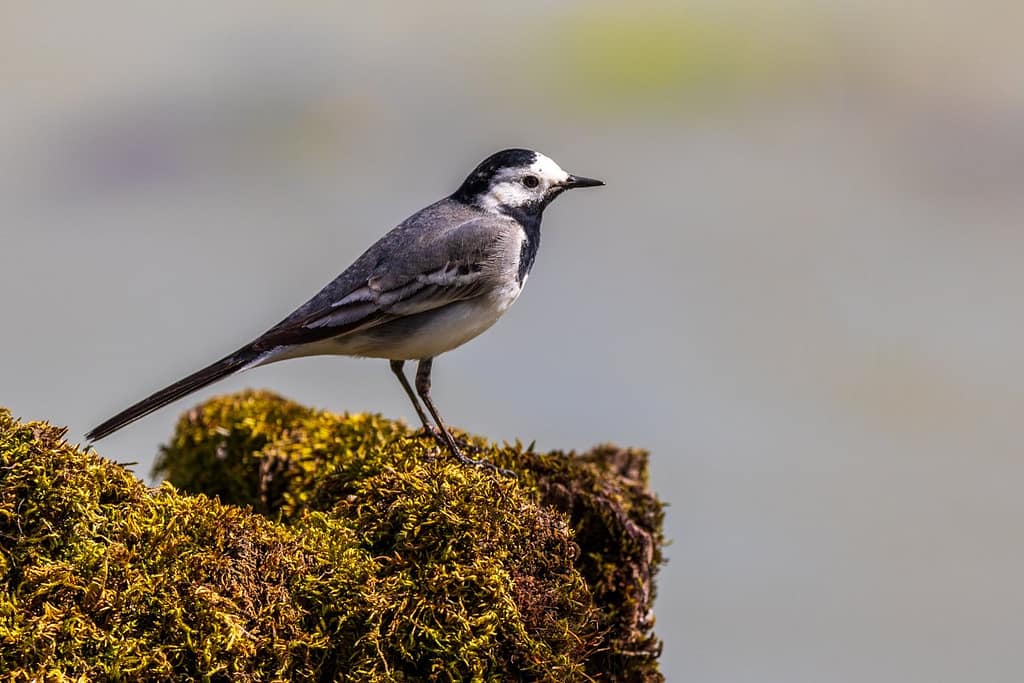 Motacilla alba, Witte kwikstaart
