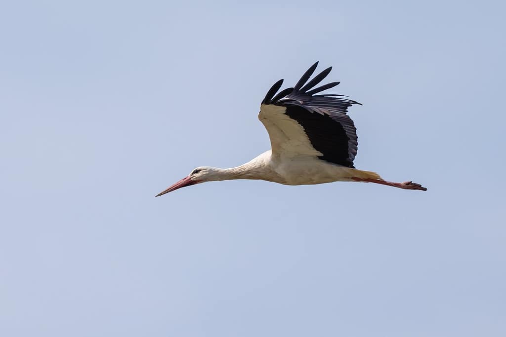 Ciconia ciconia, Ooievaar