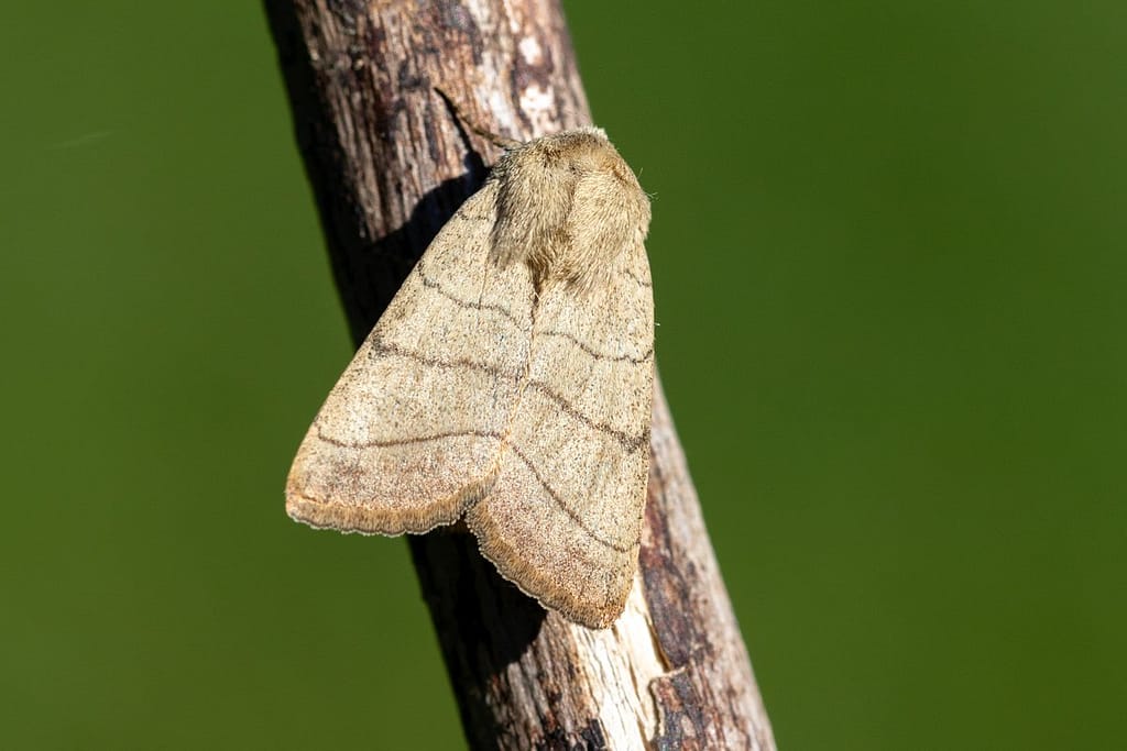 Charanyca trigrammica, Drielijnuil