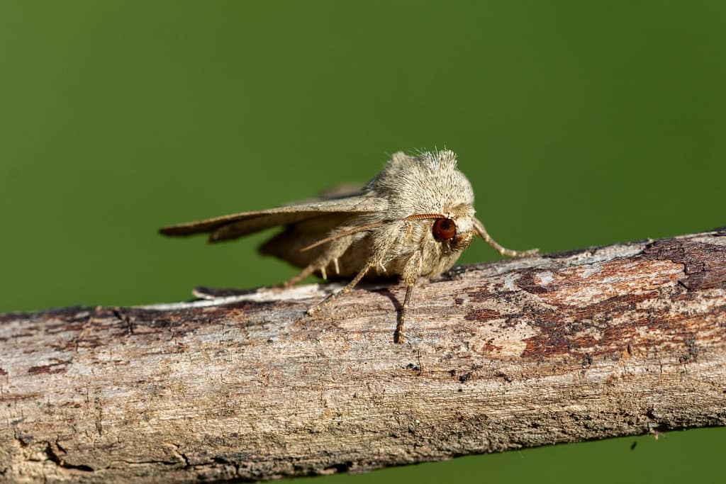 Charanyca trigrammica, Drielijnuil