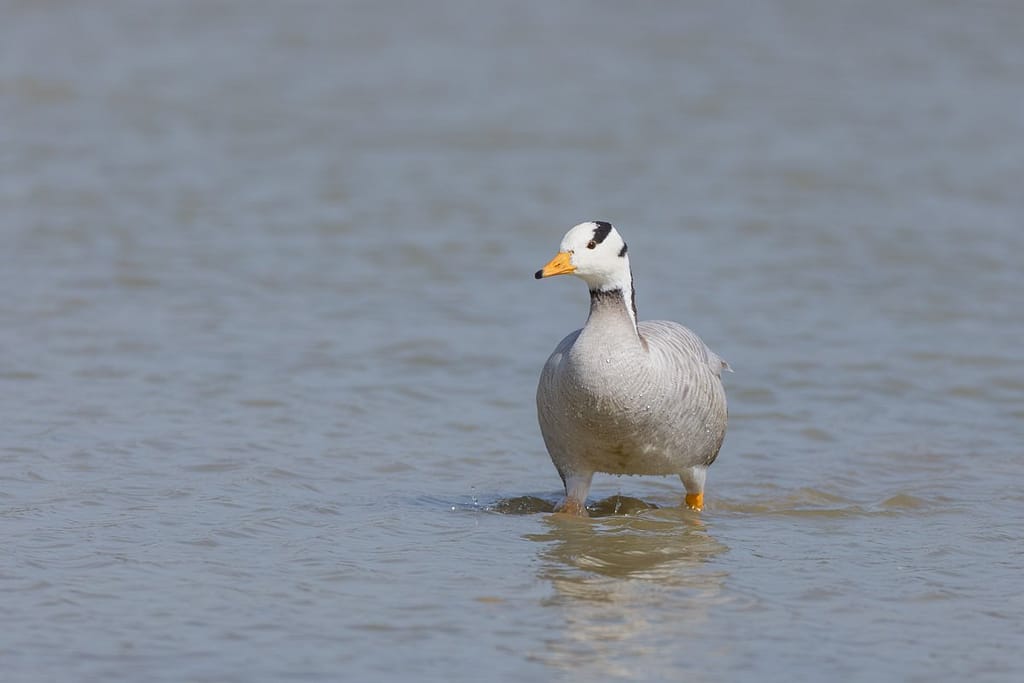 Anser indicus, Indische gans