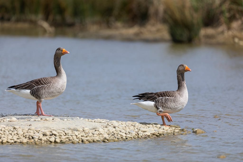 Anser anser, Grauwe gans
