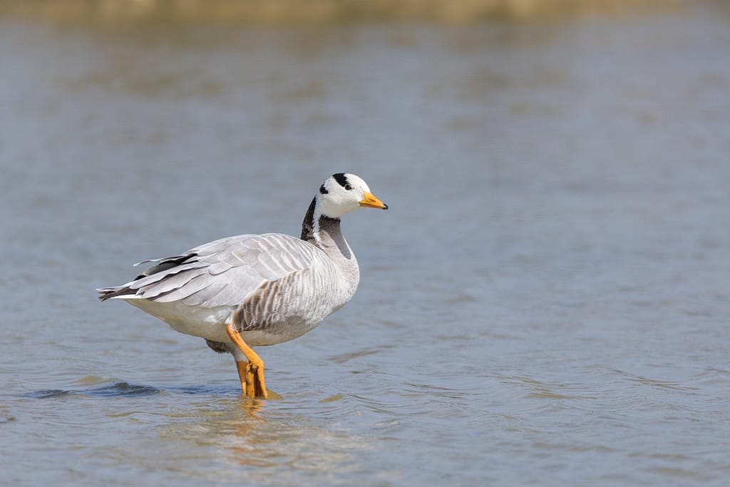 Anser indicus, Indische gans