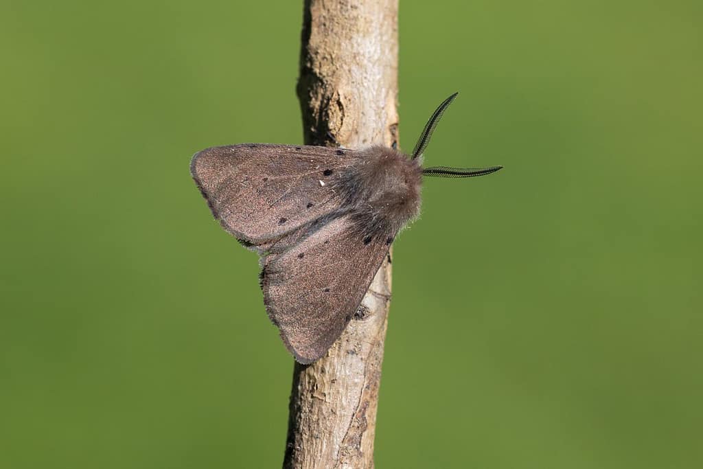 Diaphora mendica, Mendicabeer