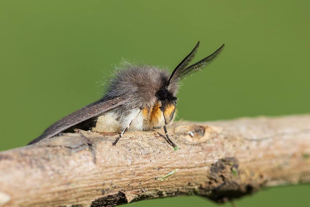 Diaphora mendica, Mendicabeer