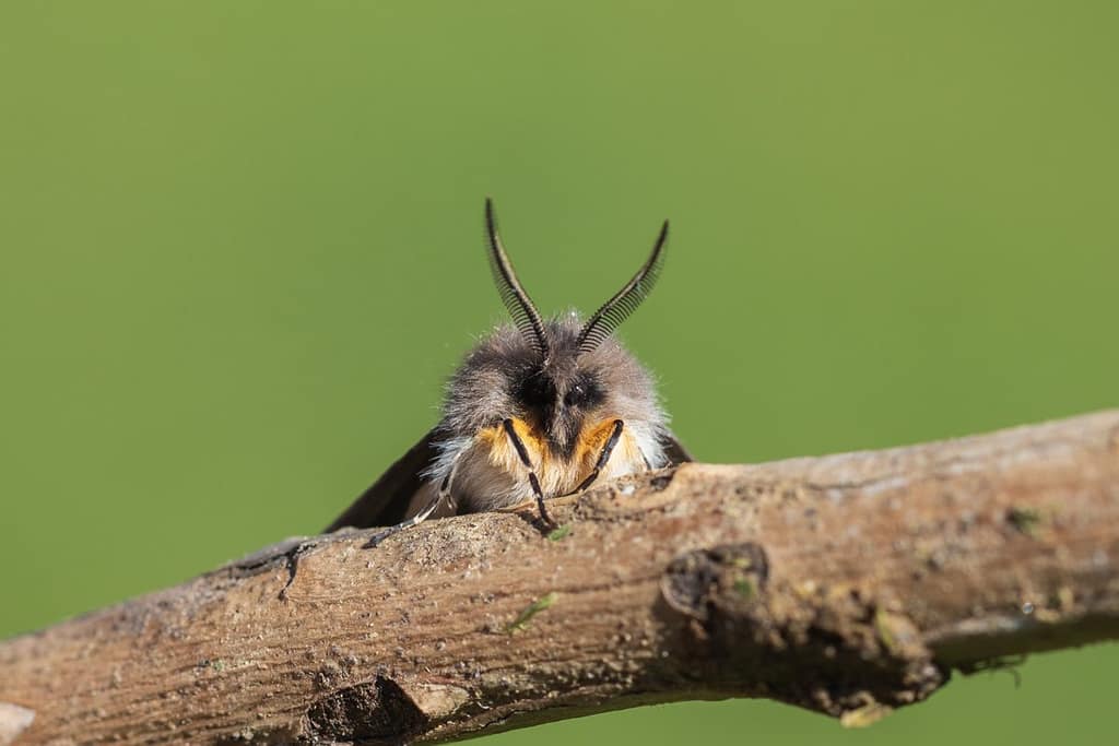 Diaphora mendica, Mendicabeer