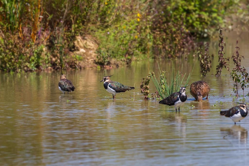 Vanellus vanellus, Kievit