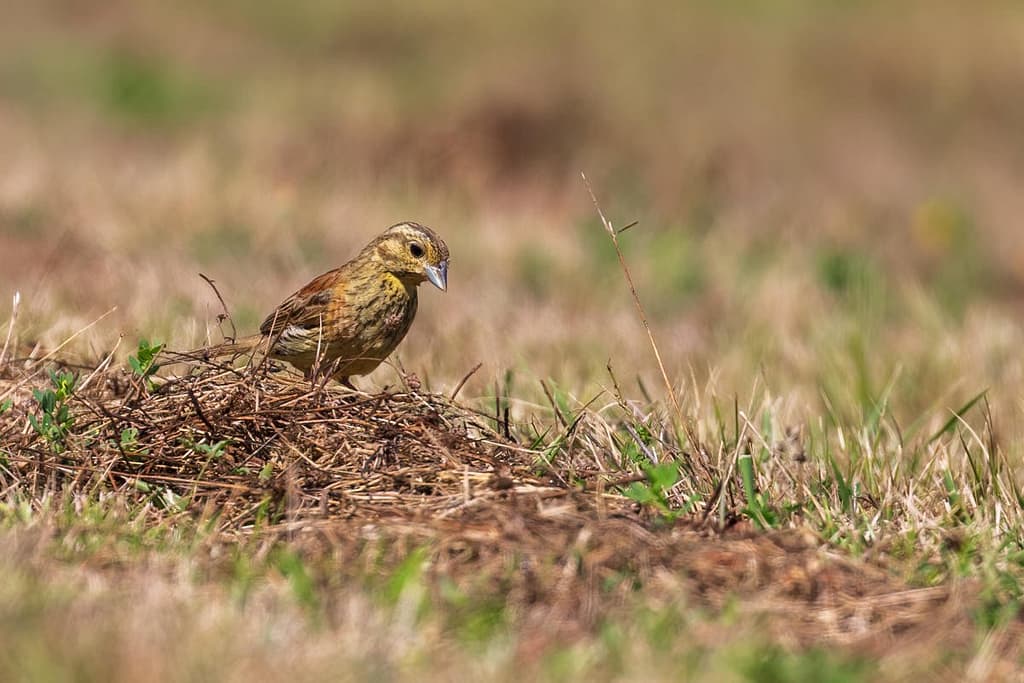 Emberiza cirlus, Cirlgors