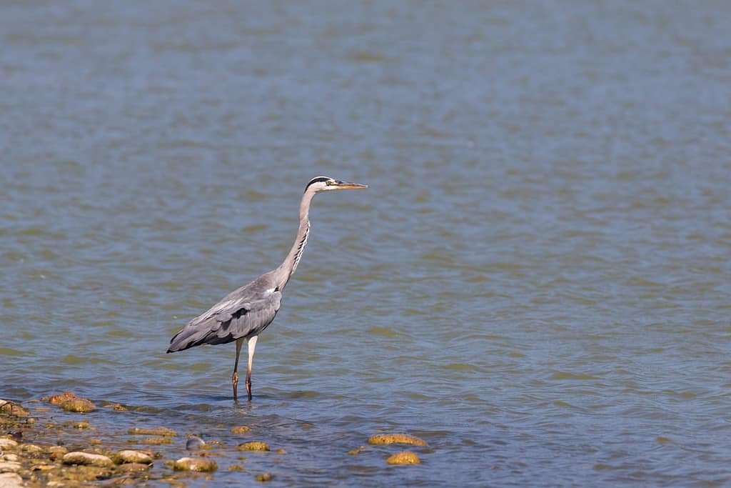 Ardea cinerea, Blauwe reiger