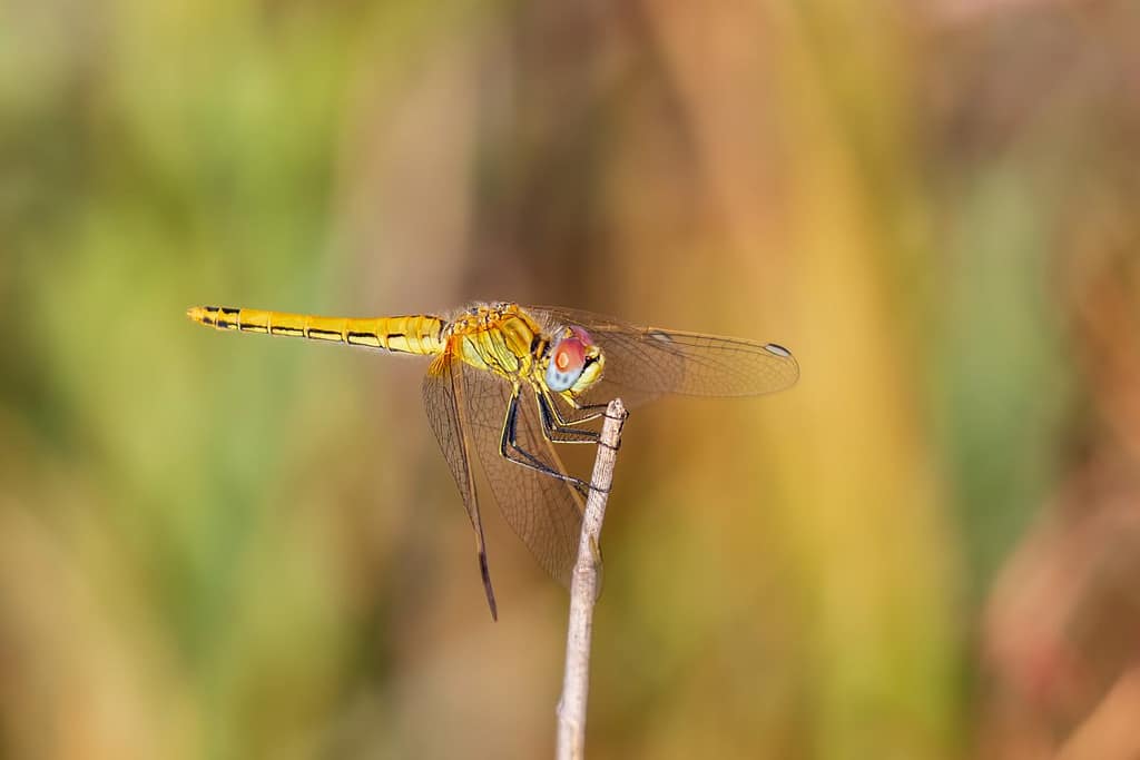 Sympetrum fonscolombii, Zwervende heidelibel vrouwtje