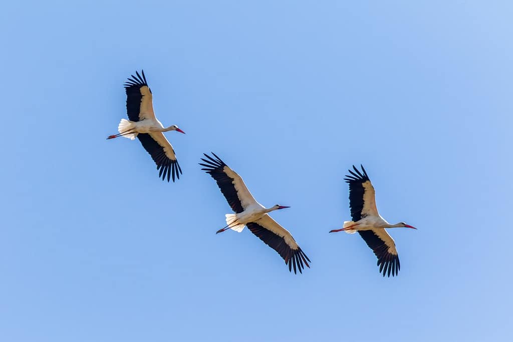 Ciconia ciconia, Ooievaar