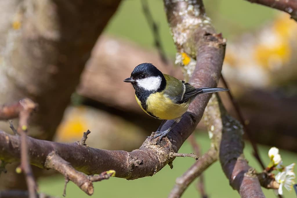 Parus major, Koolmees