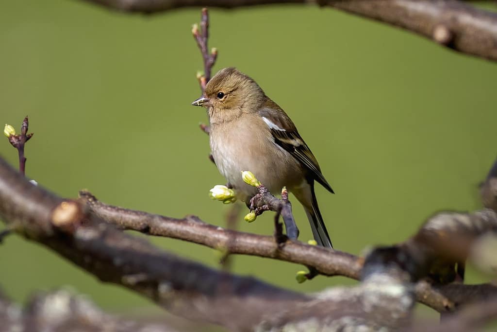 Fringilla coelebs, Vink