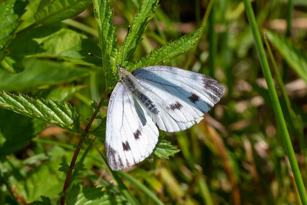 Pieris ergane, Wedewitje