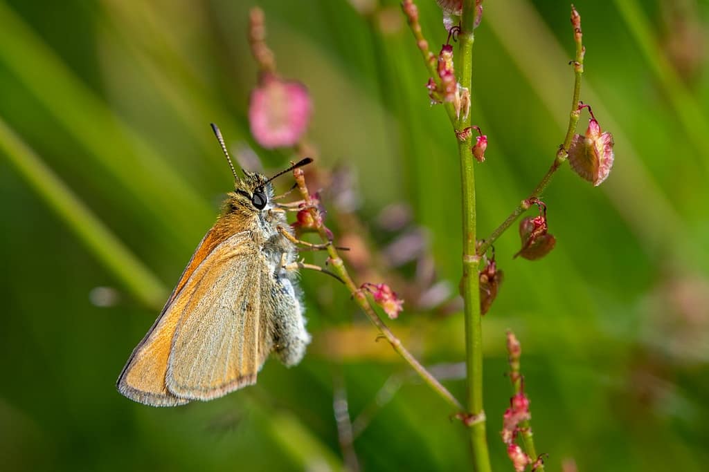 Thymelicus sylvetis, Geelsprietdikkopje