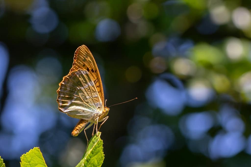 Argynnis paphia, Keizersmantel