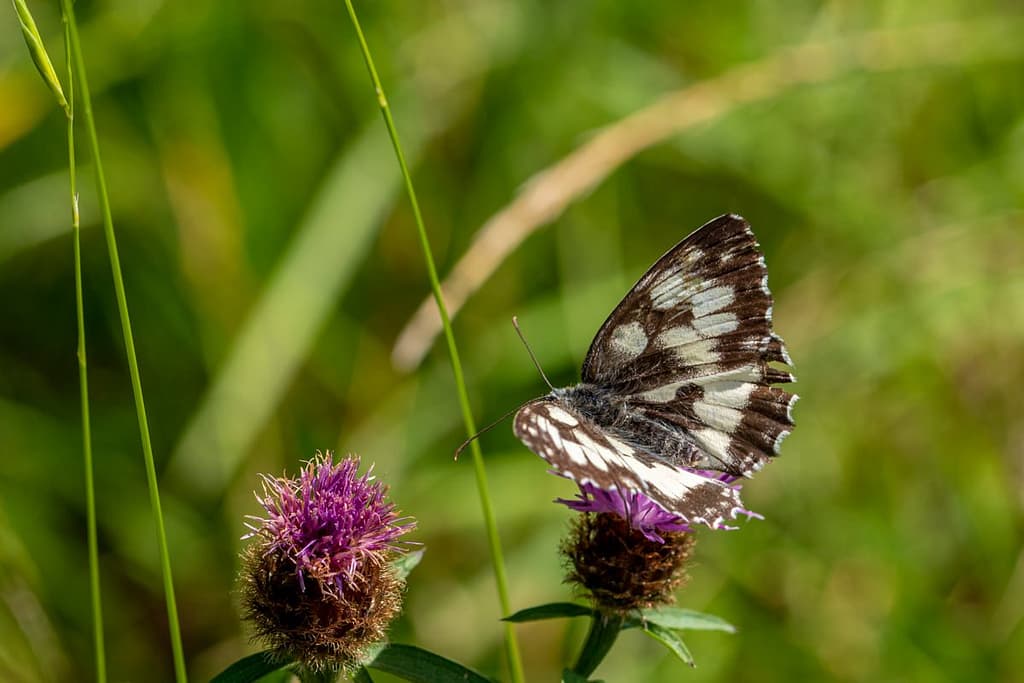 Melanargia galathea, Dambordje