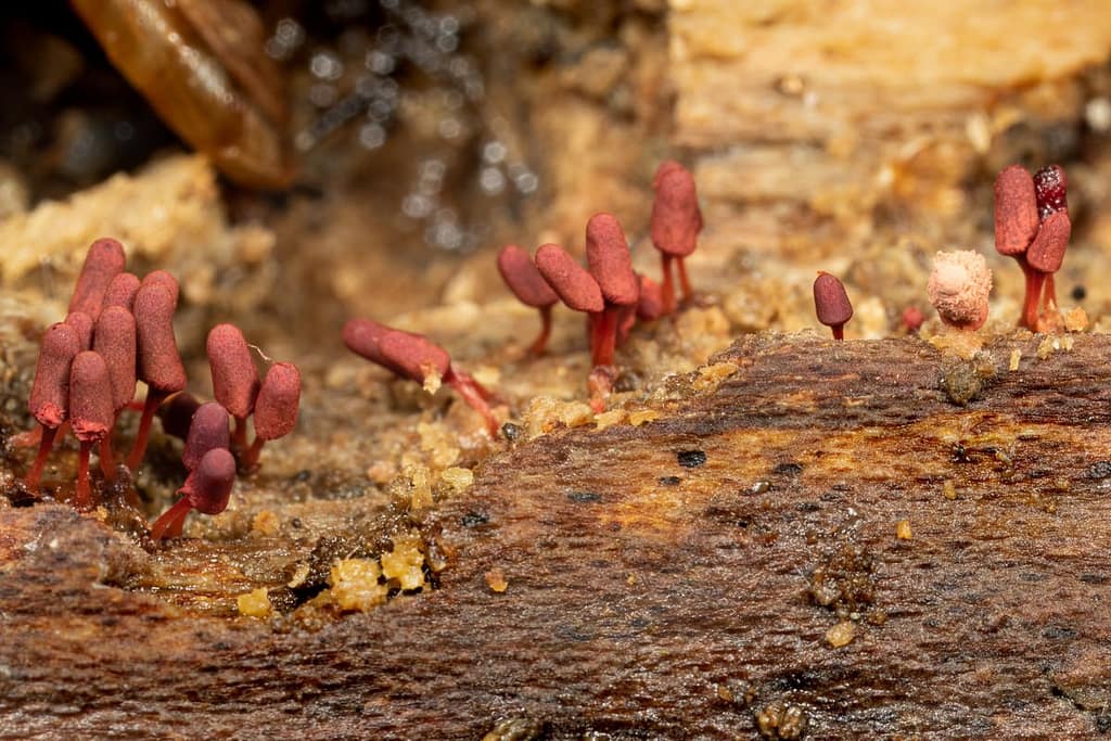 Arcyria denudata, Karmijnrood netwatje