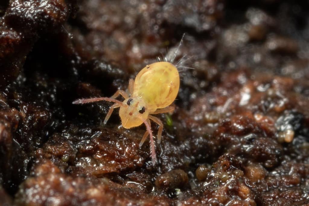 Dicyrtomina signata