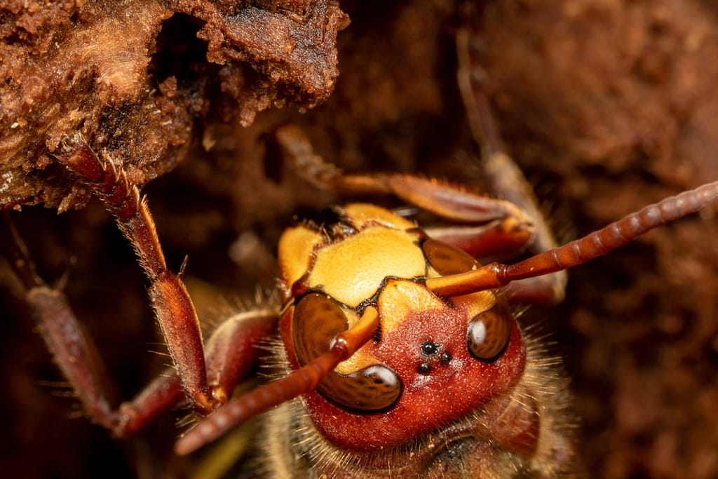 Vespa crabro, Europese hoornaar