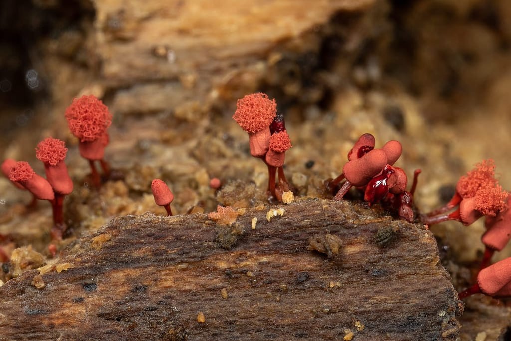 Arcyria denudata, Karmijnrood netwatje