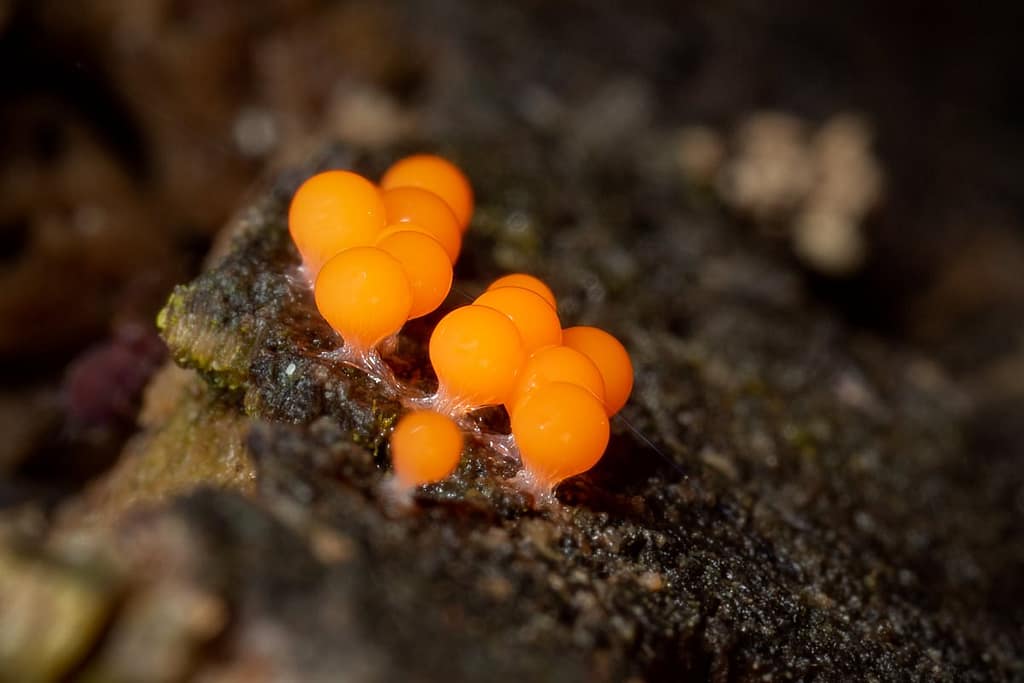 Trichia decipiens var. olivacea, Peervormig draadwatje