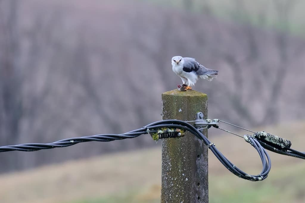 Elanus caeruleus, Grijze wouw