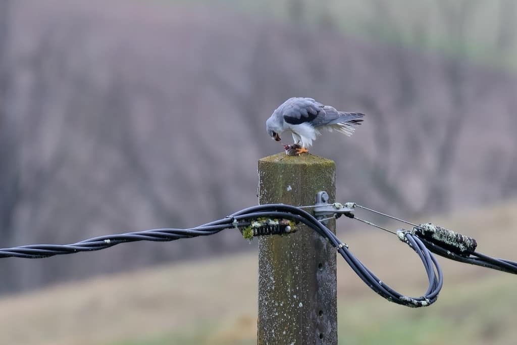 Elanus caeruleus, Grijze wouw