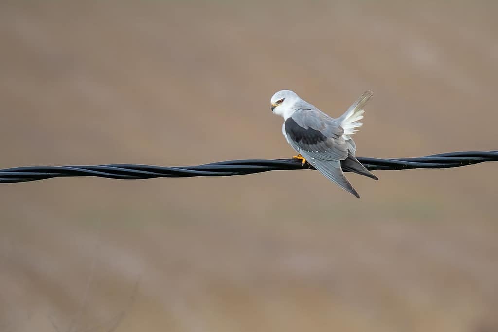 Elanus caeruleus, Grijze wouw