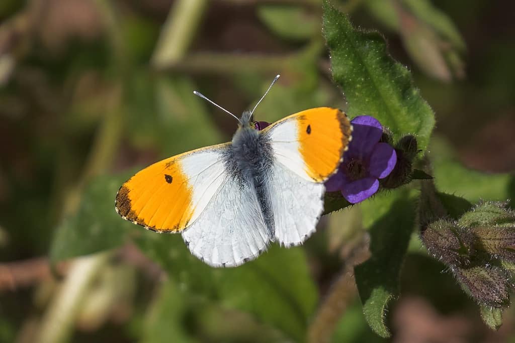 Anthocharis cardamines, Oranjetipje