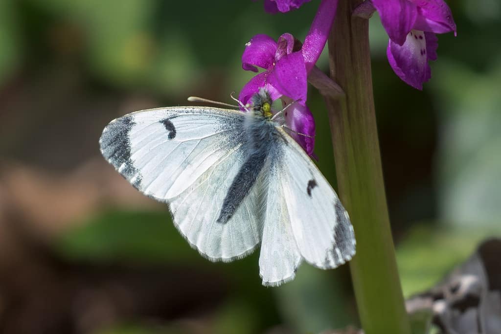 Anthocharis cardamines, Oranjetipje