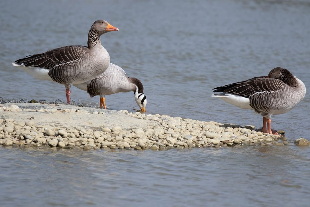 Anser anser, Grauwe gans