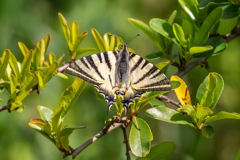 Iphiclides podalirius, Koningspage