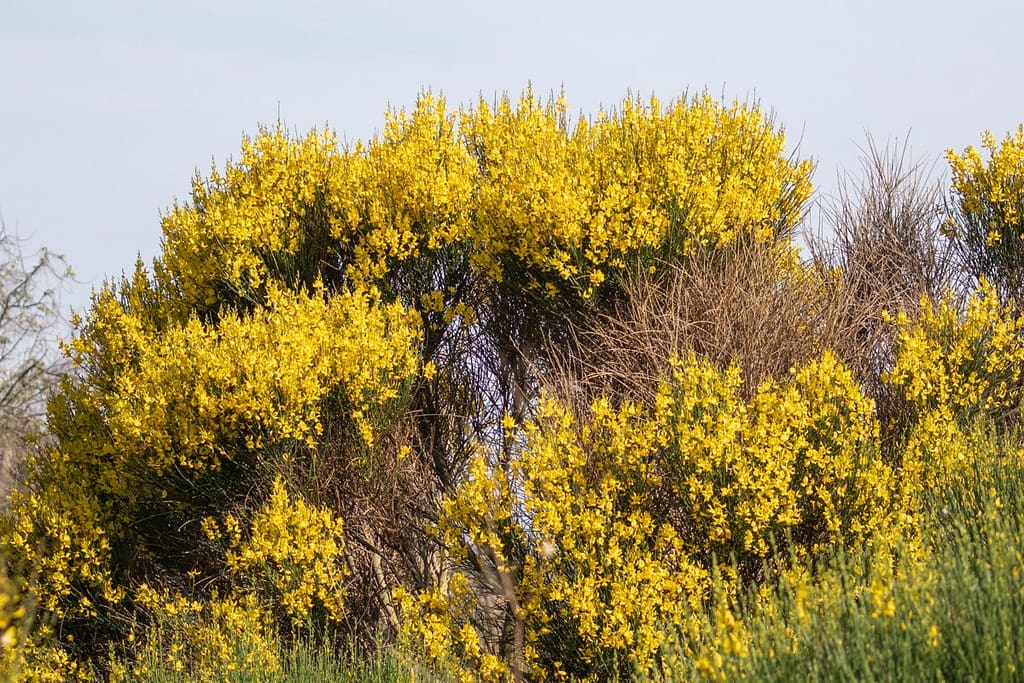 Cytisus scoparius, Brem
