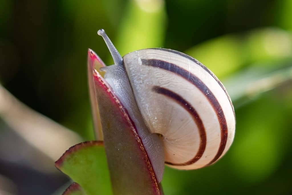 Cepaea nemoralis
